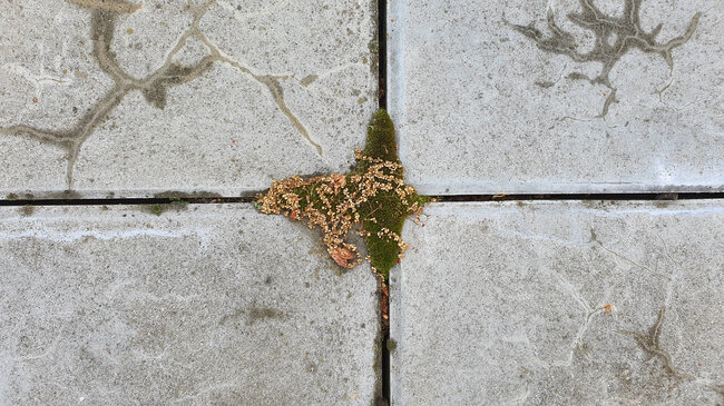 Moss and dirt in the gaps between terrace pavers.