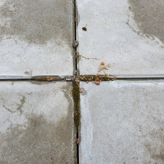 Moss-covered joints and gaps between the pavers on the terrace