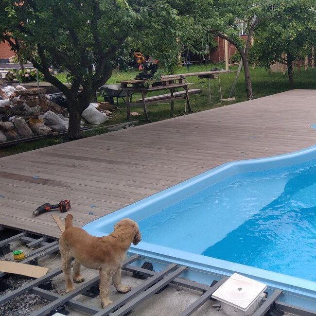 Construction of a raised deck terrace around a pool on Raptor pedestals and joists with a dog in the frame.